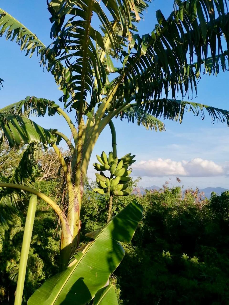 Domaine Racines E Zel - Gite Pomkajou Villa Vieux-Fort Luaran gambar